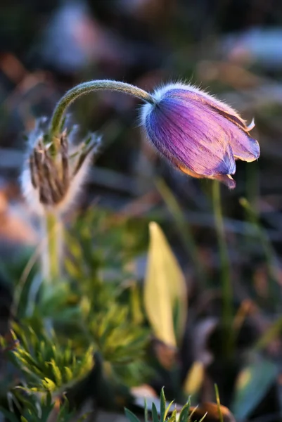 Meadowy bloem — Stockfoto