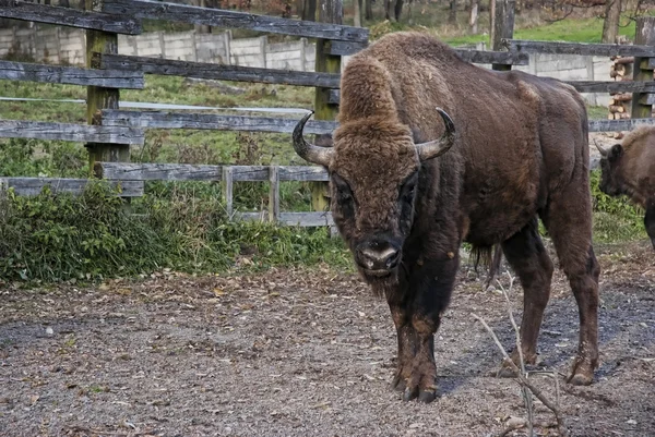 European bison — Stock Photo, Image