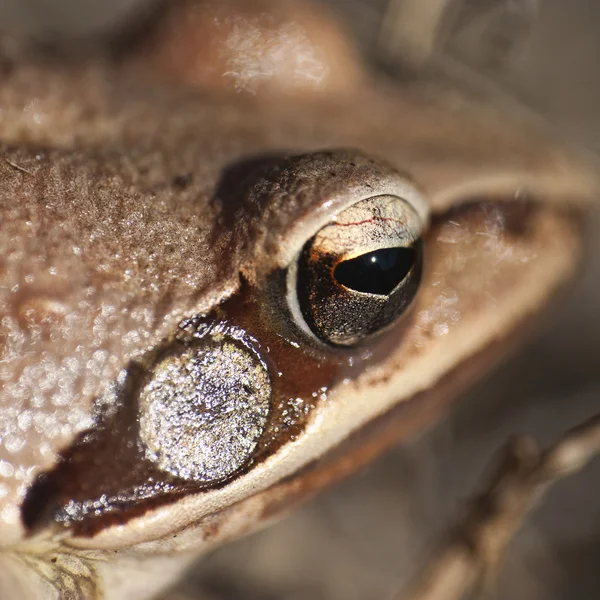 Лягушка - глаз - деталь — стоковое фото