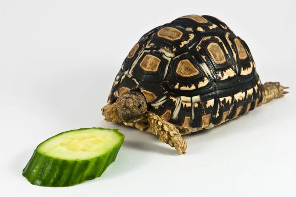 Żółw lamparci — Zdjęcie stockowe