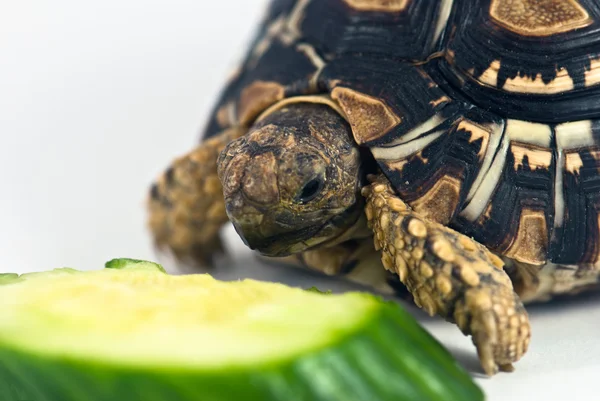 Żółw lamparci — Zdjęcie stockowe