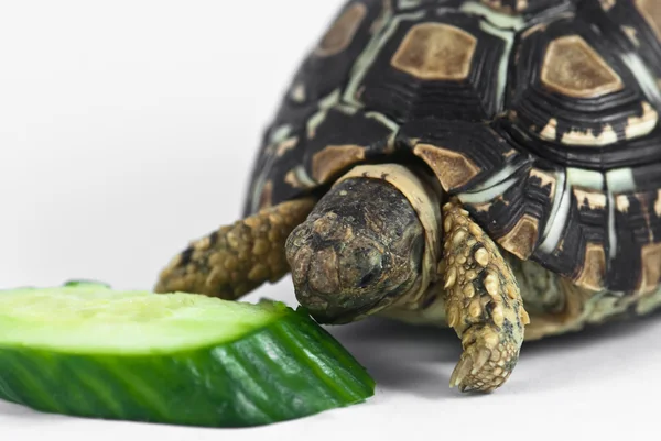 Leopard Tortoise — Stock Photo, Image