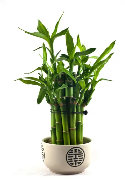 Glücklicher Bambus — Stockfoto