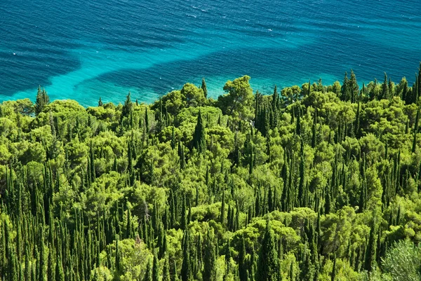 stock image Coast with pines