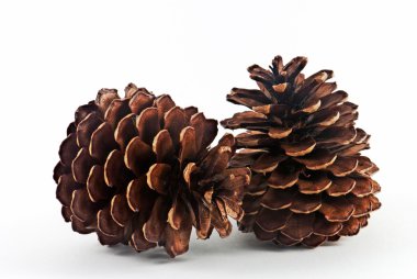 Pine cone clipart