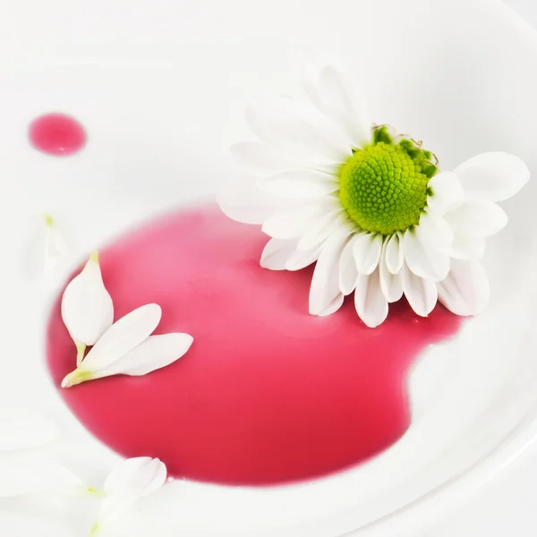 White daisy on the plate — Stock Photo, Image