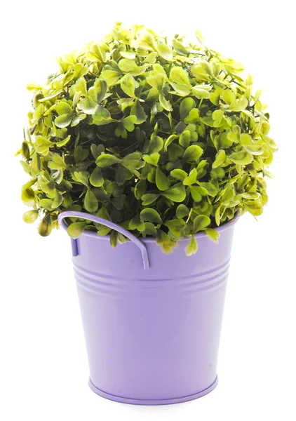 Violett blecherner Pflanzkübel mit Blume — Stockfoto