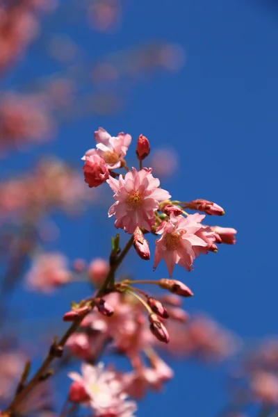 Flower,tree — Stock Photo, Image