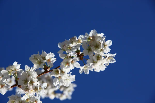 Flower,tree — Stock Photo, Image