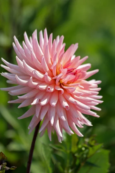 Kwiat w ogrodzie — Stockfoto