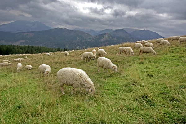 stock image Mountain,Tatry,Poland,lamb