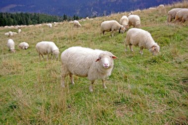 Sheep, lamb clipart