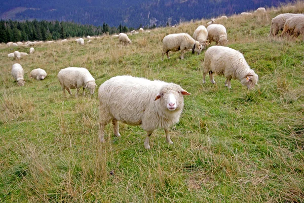 Овца, ягненок — стоковое фото