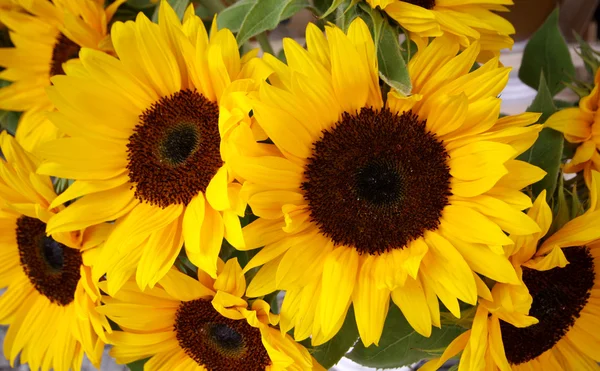 Słonecznik, kwiaty — Zdjęcie stockowe
