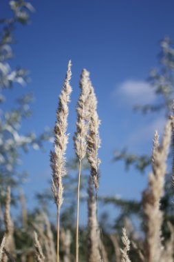 Mısır, çimen, otlak