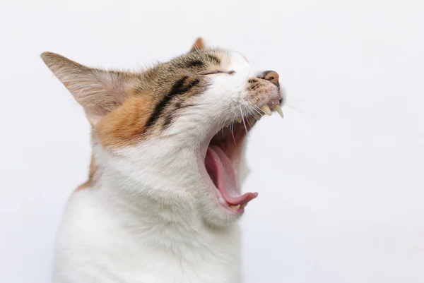 Zívání kočka — Stock fotografie