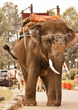 Domesticated Indian elephant with white decorations clipart