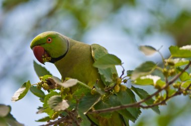 Green parrot on branch eating buds clipart