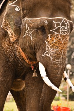 Indian elephant with white decorations and bell clipart