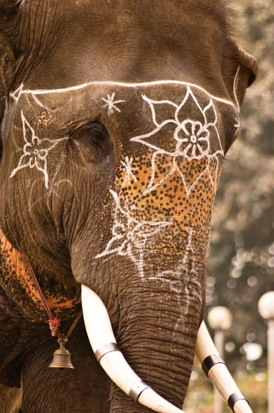 Primer plano del elefante indio con decoraciones blancas y campana —  Fotos de Stock