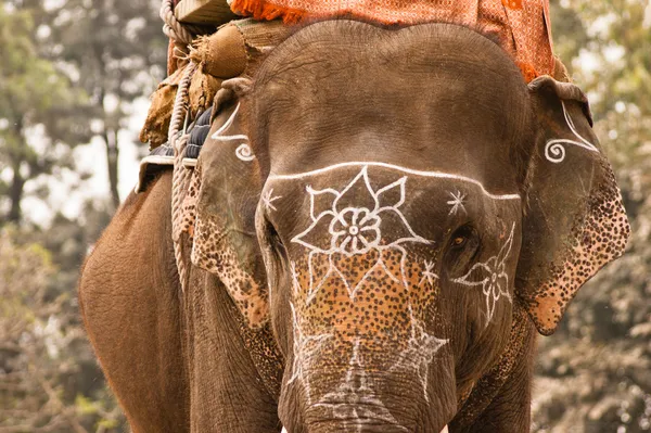 Elefante indiano addomesticato con i segni bianchi del fiore — Foto Stock