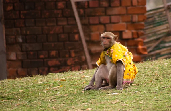 stock image Domesticated macaque sitting
