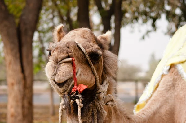 Indian domesticated camel close up — Stock Photo, Image