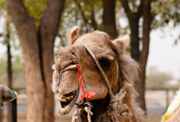 Indian domesticated camel showing teeth — Stock Photo, Image