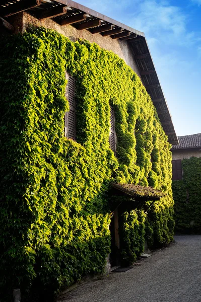 stock image Ivy plant