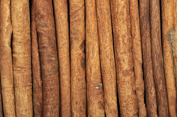 stock image Cinnamon