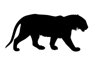 Tiger vector clipart