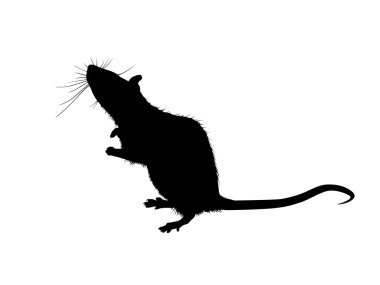 Vector of the rat clipart