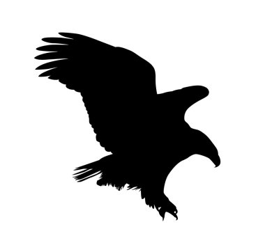 Eagle vector clipart