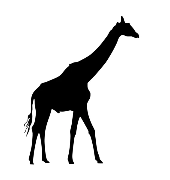 Girafe — Image vectorielle