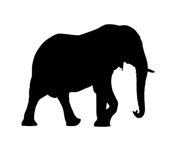 Elefante — Archivo Imágenes Vectoriales