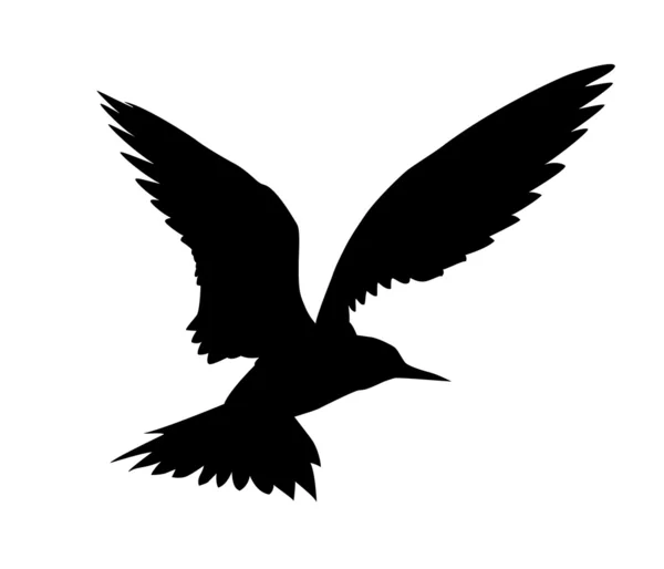 Векторная колибри — стоковый вектор