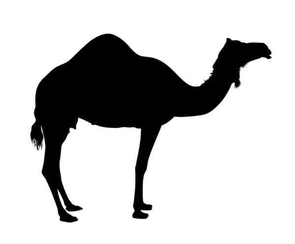 Camel vecteur — Image vectorielle