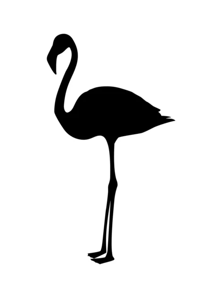Vector, flamingo — Stock Vector