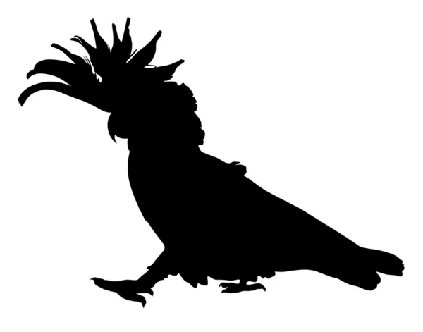 Vecteur perroquet — Image vectorielle