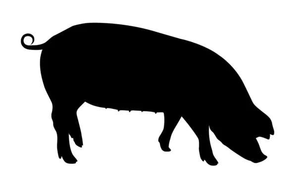 Wektor świń — Wektor stockowy