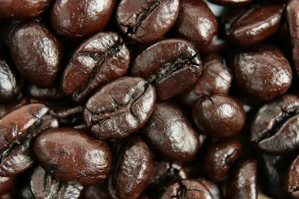 Grano de café — Foto de Stock