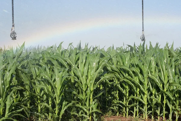トウモロコシ畑と虹 — ストック写真