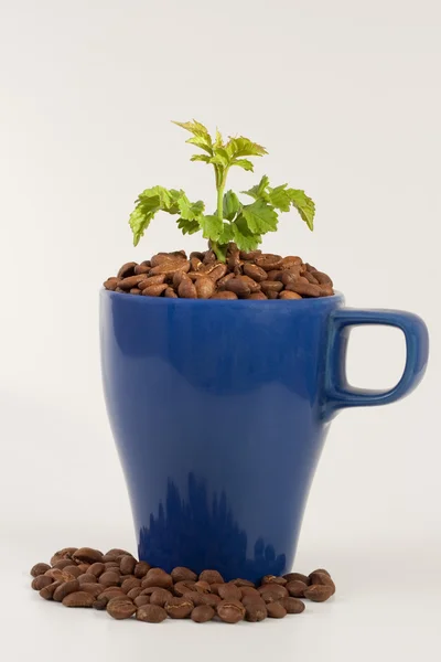 Blauwe cup met plant — Stockfoto