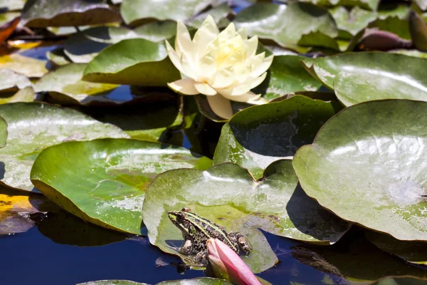 stock image Frog and lilly