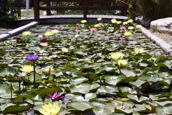 stock image Water lily and a bridge