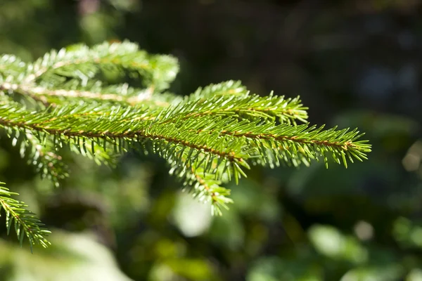 stock image Pine leaf