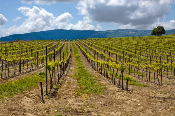 País do vinho — Fotografia de Stock