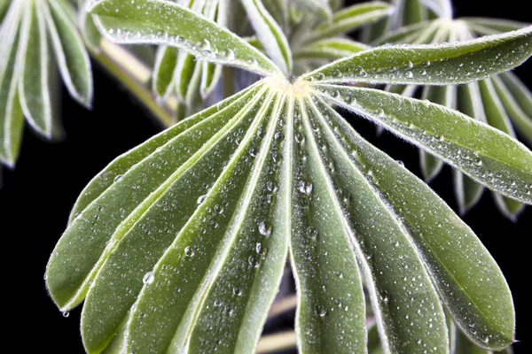 stock image Water drops