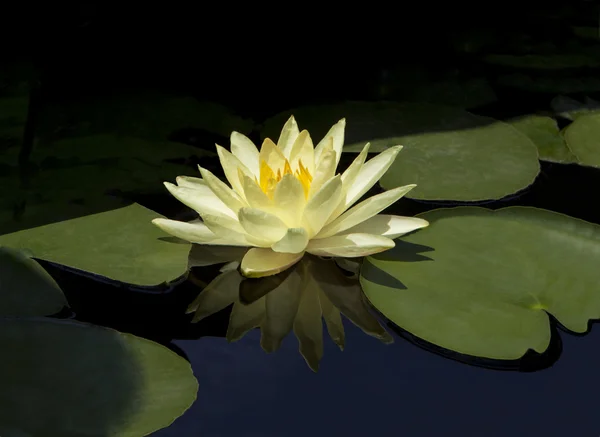 stock image Yellow waterlily