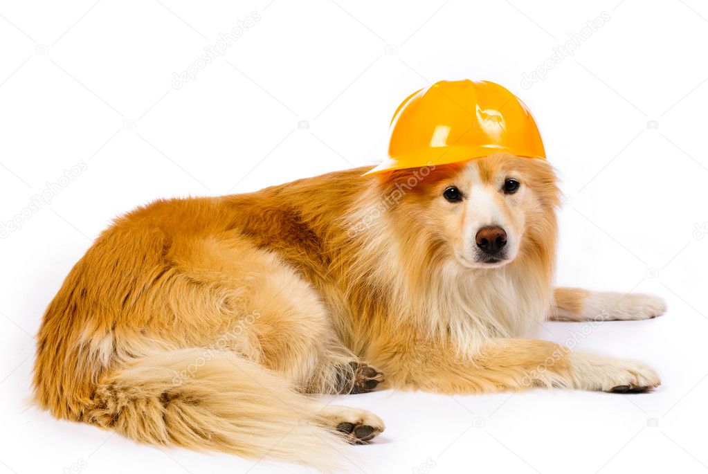 Dog with construction hard hat